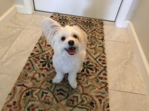 #maltese. #papillon. #paptese. #dogsofbarkbusters. #fortmyersk9