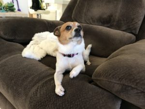 #joseterrier #dogsofbarkbusters #fortmyersk9