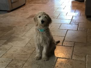 #fortmyersk9. #groodle. #goldendoodle. #dogsofbarkbusters