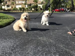 #maltepoo. #fortmyersk9. #dogsofbarkbusters