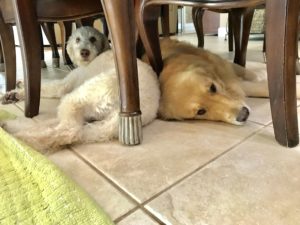 #labradoodle #goldenretriever #fortmyersk9 #speakdog #speakdogbarkbusters. #speakdogchangeyourlife #dogsofbarkbusters