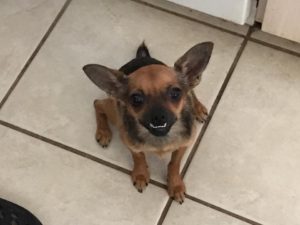 #chihuahua #fortmyersk9 #dogsofbarkbusters