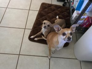 #chihuahua #dogsofbarkbusters #fortmyersk9