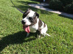 #americanbulldog #dogsofbarkbusters #fortmyersk9