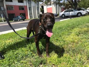 #Lablife #labrador #fortmyersk9 #dogsofbarkbusters