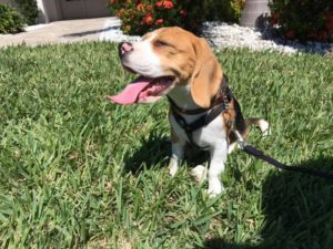 #beagle #beaglepuppy #beaglepuppies #dogsofbarkbusters #fortmyersk9