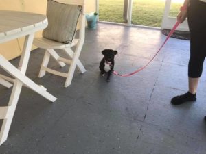 #chihuahuamix #littledogsyndrome #fortmyersk9 #speakdogchangeyourlife #dogsofbarkbusters