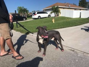 #pitlife #dogsofbarkbusters #fortmyersk9 #pitbullsofinstagram #bluenosepit