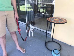 #terriermix #littledogsyndrome #fortmyersk9 #speakdogchangeyourlife #dogsofbarkbusters