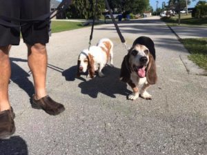 #bassethound #fortmyersk9 #dogsofbarkbusters