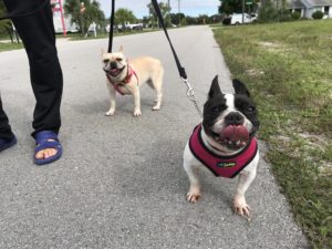 #frenchies. #frenchbulldog. #dogsofbarkbusters. #fortmyersk9