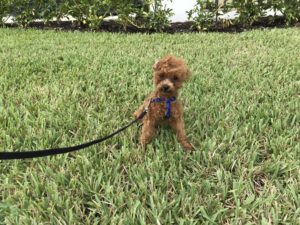 #toypoodle. #dogsofbarkbusters. #fortmyersk9