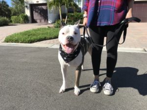 #pitlife #fortmyersk9 #speakdog #speakdogchangeyourlife #speakdogbarkbusters