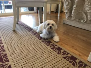 #maltese #speakdogbarkbusters #fortmyersk9 #dogsofbarkbusters