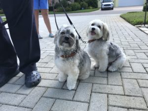 #havanese. #dogsofbarkbusters. #fortmyersk9