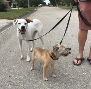 #mutt #borderterrier #dogsofbarkbusters #fortmyersk9