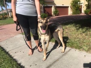 #germanshepherd #gsd #germanshepherdmix #shepherdmix #fortmyersk9 #speakdogchangeyourlife #dogsofbarkbusters