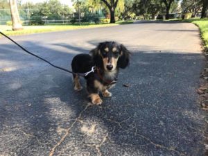 #dachshund #dogsofbarkbusters #fortmyersk9