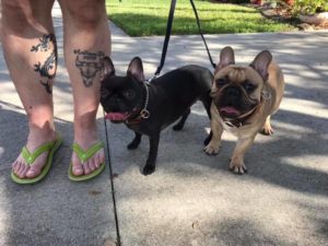 #bostonfrenchie #frenchie #bostonmix #frenchbulldog #dogsofbarkbusters #fortmyersk9