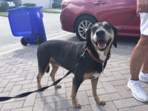 #houndmix #fortmyersk9 #dogsofbarkbusters #speakdogchangeyourlife