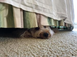 #minigoldendoodle #minigroodle #groodle #dogsofbarkbusters #fortmyersk9