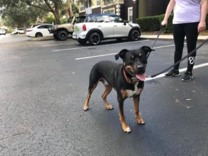 #dogsofbarkbusters #fortmyersk9 #speakdogbarkbusters #speakdogchangeyourlife