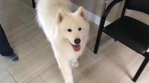 #dogsofbarkbusters #samoyed #fortmyersk9