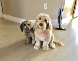 #yorkiepoo #groodle #dogsofbarkbusters #fortmyersk9