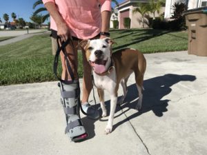 #boxermix #pitbullboxer #pitmix #noshockcollarneeded #speakdogchangeyourlife #fortmyersk9