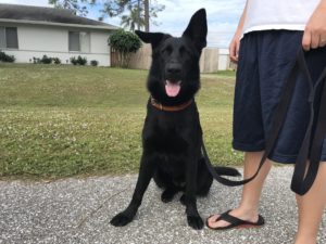 #gsd. #germanshepherddog. #fortmyersk9. #dogsofbarkbusters