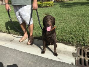 #labrador #lablife #labtested #fortmyersk9 #dogsofbarkbusters