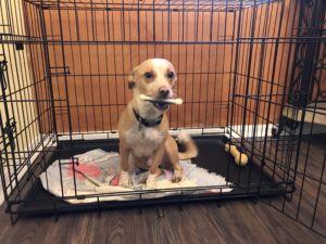 #fortmyersk9 #dogsofbarkbusters