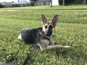 #germanshepherd #gsd #germanshepherdmix #shepherdmix #fortmyersk9 #speakdogchangeyourlife #dogsofbarkbusters