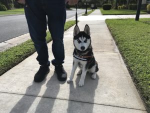 #husky. #dogsofbarkbusters. #fortmyersk9