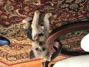 #morkie. #dogofbarkbusters #fortmyersk9