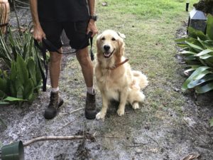 #goldenretriever #speakdogbarkbusters #speakdogchangeyourlife #dogsofbarkbusters #fortmyersk9