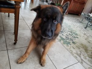 #gsd. #dogsofbarkbusters. #fortmyersk9