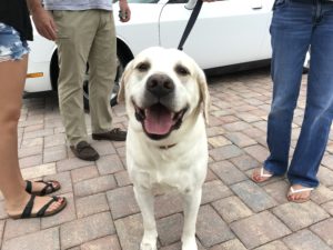 #labtested. #lablife. #labradorretriever. #fortmyersk9