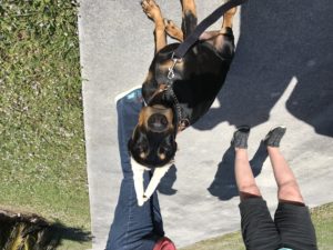 #doberman. #pinscher. #dobermanpinscher. #fortmyersk9. #dogsofbarkbusters