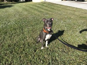 #pitlife. #pitbull # dogsofbarkbusters. #fortmyersk9