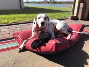 #dalmatian #dogsofbarkbusters #fortmyersk9