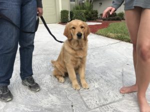 #goldenretriever. #goldenpuppy. #fortmyersk9