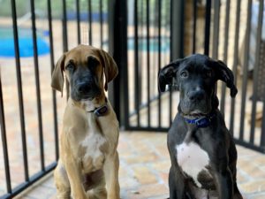 #greatdanepuppies. #greatdane. #fortmyersk9. #dogsofbarkbusters. #speakdogbarkbusters