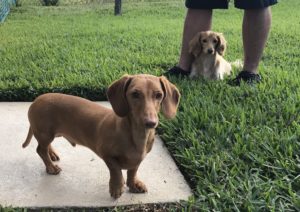 #miniaturedachshund. #dogsofbarkbusters. #fortmyersk9