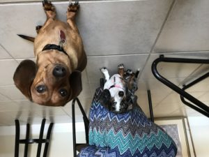 #miniaturedachshund #speakdogchangeyourlife #speakdog #speakdogbarkbusters #fortmyersk9 #dogsofbarkbusters