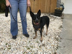 #heeler. #dogsofbarkbusters. #veterinarianapproved. #fortmyersk9