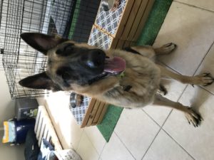 #gsd. #germanshepherddog. #dogsofbarkbusters. #fortmyersk9