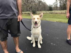 #huskymix. #labmix. #dogsofbarkbusters. #fortmyersk9