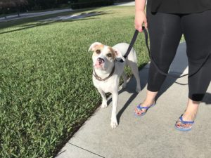 #labmix. #dogsofbarkbusters. #fortmyersk9