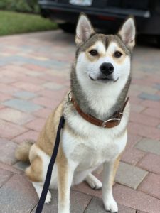 #husky #shibainu #hhibaInu #fortmyersk9 #speakdogbarkbusters